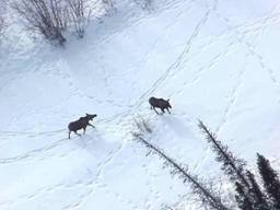 Moose Aerial Survey